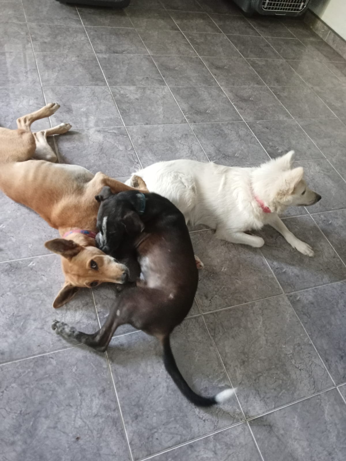 Lio's Paw Paradise - rest photo 12